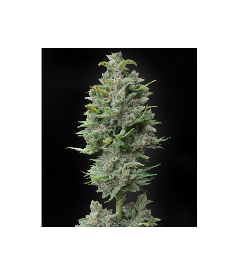 Super Auto Kush, Фасовка: 5